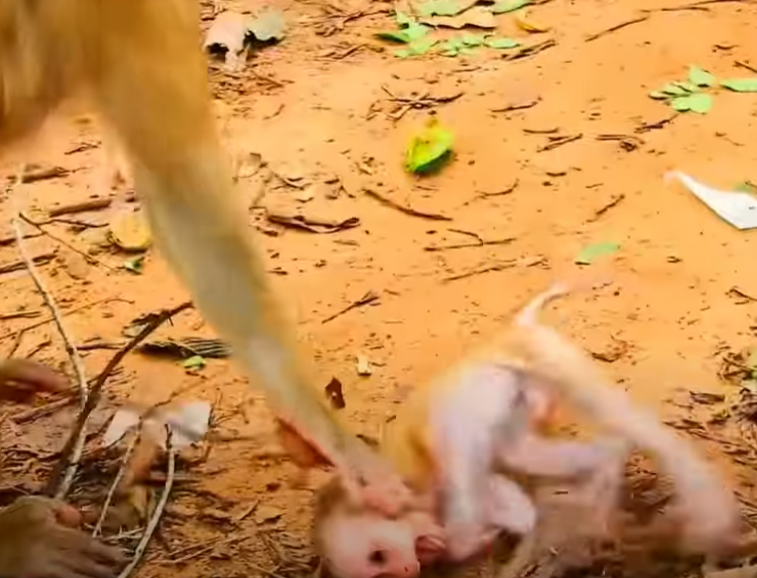 Unbelievable forest drama—baby monkey Lily’s near fall at Angkor Wat will break and heal your heart in one story.