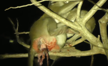 Exhausted mother monkey Melona clings to her big child Mino while struggling to protect her newborn in the forest near Angkor Wat.