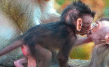 Baby monkey clasping mother’s fur, small play‑mates nearby, sitting on mossy temple root at Angkor Wat in morning light.