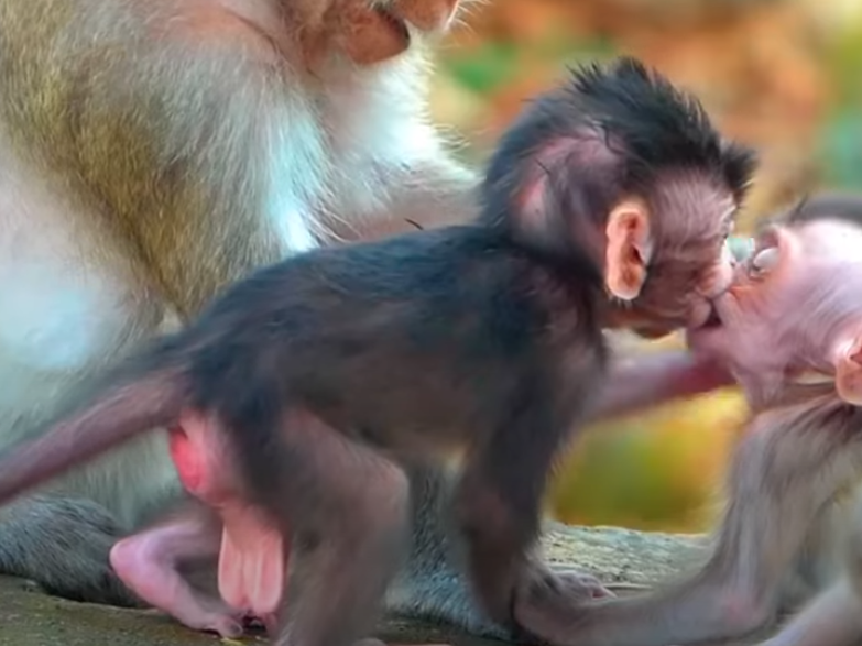 Tiny baby monkey tumbling with mother and pals in lush Angkor Wat forest—a sweet wild moment captured.