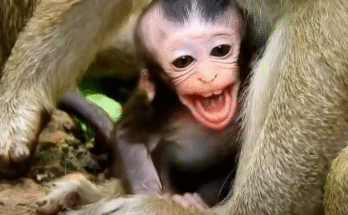 Tearful Dolly_Dee Dee struggles in the Angkor Wat forest while being dragged by Daniela, capturing raw emotion and resilience during a 14-minute ordeal.