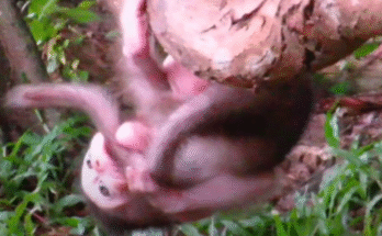 Baby monkey clinging to a moss-covered rock near a roaring waterfall, rangers and volunteers approaching to rescue him.
