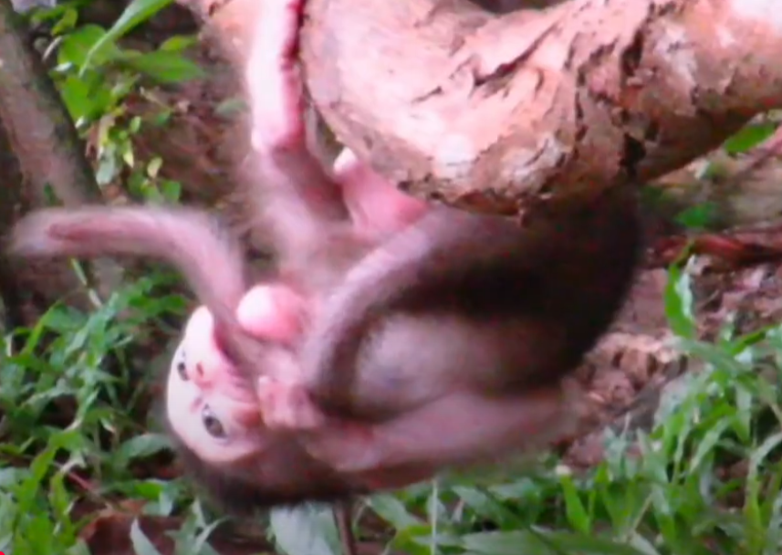 Heart-stopping rescue mission at Angkor Wat: a helpless baby monkey clings to the brink. Click to witness courage, compassion, and urgency in action.