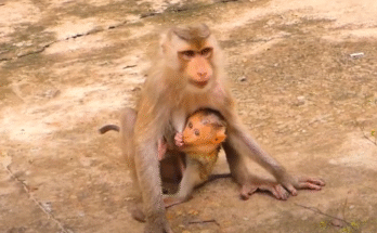 Mother monkey Lura in Angkor Wat forest, gracefully begging for food while holding her baby close.