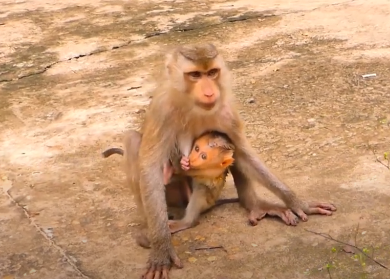 Grace in Hunger: Mom Lura’s powerful story of survival and love in Angkor Wat forest. A moment that will touch your heart forever.