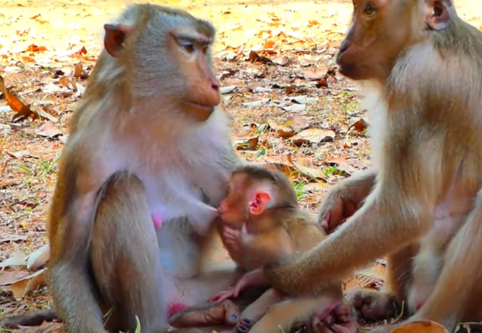 Unseen mystery at Angkor Wat—monkey and traveler share a silent connection in this emotional story captured in My Video 31.