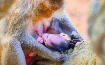 Mother monkey sitting by ancient stone structure in Angkor forest, gently holding her nursing baby with soft light filtering through trees.