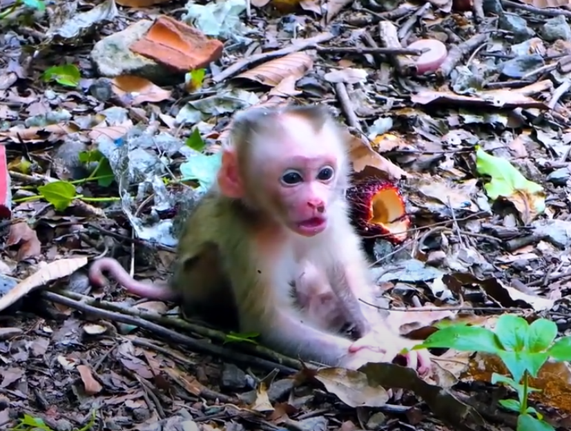 Emotional Cambodian forest drama: fierce sister Luna refuses help for wounded brother—unless kind Lucie steps in. Raw emotion meets ancient mystery.