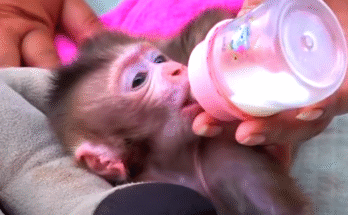 Baby orphaned monkey in rescue worker’s hands, tiny and fragile, taken in the Angkor Wat jungle setting.