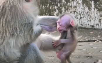 Baby monkey in Angkor Wat forest reaching out toward mother in emotional plea for milk.