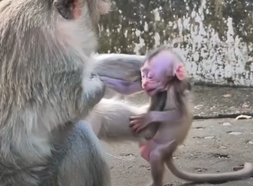 Watch the heart‑wrenching moment a baby monkey begs its mother for milk in the majestic Angkor Wat forest—ignored at first, then finally reunited. A deeply emotional nature story of love and resilience.