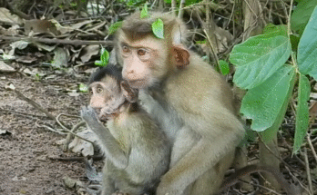 Monkey Brother gently cradling Baby Mary in the dappled sunlight beneath Angkor Wat trees.