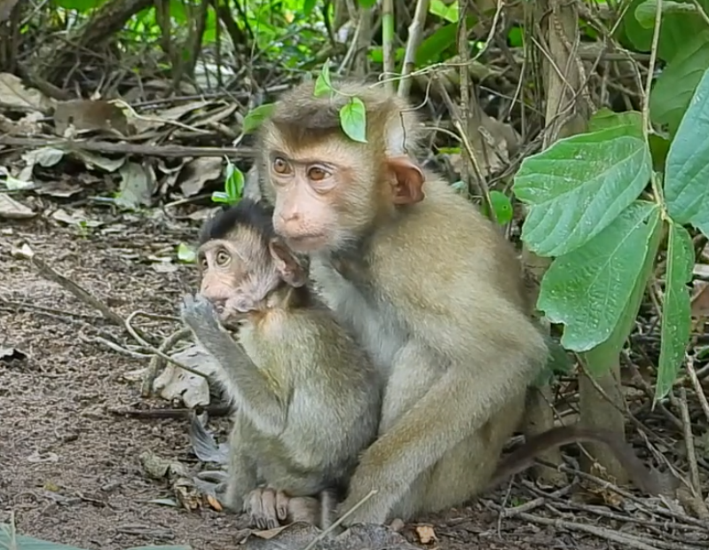 A heartwarming moment in Cambodia’s sacred ruins: a devoted monkey brother sacrifices his time and safety to care for baby Mary. Prepare to be moved.