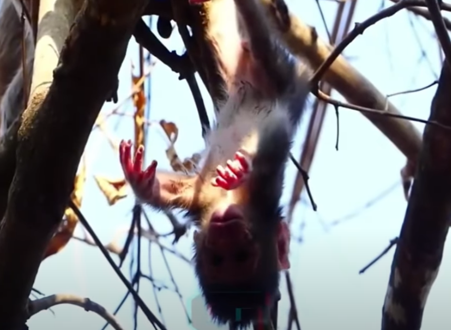 Watch: newborn monkey abandoned in Angkor forest finds care.