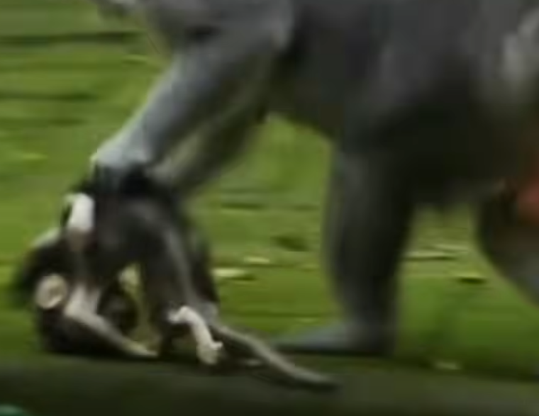 Shocking Angkor Wat jungle tragedy: mother monkey abandons her baby—watch the heart‑wrenching video that left us in tears