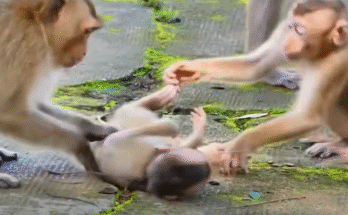 A frightened small monkey lying still on the forest floor as three larger monkeys loom over him in Angkor Wat forest.