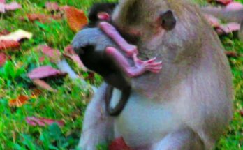 Baby animal learning to wean while mother watches in Angkor forest.