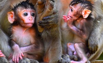 Mother macaque cradling her baby monkey in the forest near Angkor Wat, Cambodia.