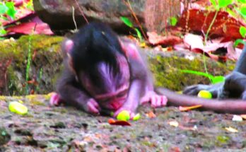 Baby macaque on mossy stone in Angkor Wat forest, struggling upward with clumsy though determined paws.