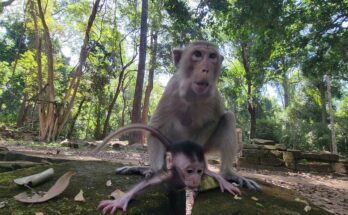 Two baby monkeys, Evian and Elpida, sharing a ripe mango together on a forest floor near Angkor Wat, showing sibling love and care.