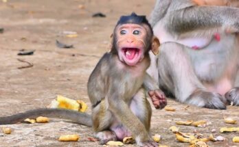Baby monkey resting calmly against its mother in the Angkor Wat forest