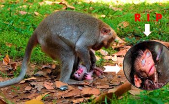 Mother monkey quietly watching over her newborn during a peaceful morning in Angkor forest