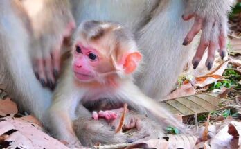 “Mom Kachoy cradling her newborn baby monkey in the Angkor Wat forest, bathed in morning sunlight.”