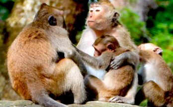 Baby monkey snuggled in mom Libby’s arms while she chats with a friend in Angkor Wat forest.