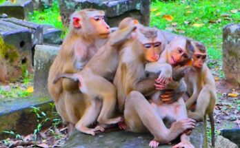 “Mom Luna the lynx gently comforting and breastfeeding her tiny kitten in the Angkor Wat forest.”