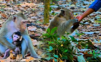 Monkey Mark and Astra enjoying fruit in the serene forest near Angkor Wat, surrounded by golden sunlight and lush greenery.