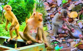 Luno standing on two legs and playing gently with his younger brother Lynx in the Angkor Wat forest.