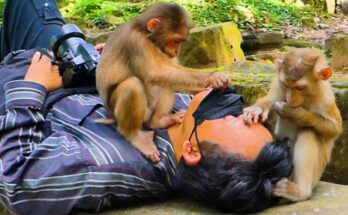 Young monkeys Baila and Binky gently massaging their brother Khna in the Angkor Wat forest