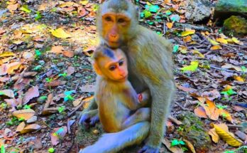 Young monkey Rainbow gently holding baby Lynx while sitting together in the Angkor Wat forest