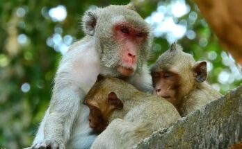 The afternoon sun rested softly against the ancient stone building, warming the moss and vines that clung to its edges. From below, the Angkor Wat forest felt calm, but above the walls, something else was happening. A monkey mother moved quickly along the ledges, her eyes scanning every corner, every shadow. Her baby was not with her. She paused, gripping the stone with steady hands, listening. The forest held its breath. Only the distant call of birds and the rustle of leaves responded. She climbed higher, peering into openings where her baby might have wandered, her posture alert but controlled. This was not panic. This was instinct. Mothers in the wild do not cry out loudly. They search. She moved from one edge to another, circling the building as if mapping it again, even though she knew these stones well. This place was familiar. Safe, most days. But today felt different. The absence of a small body pressed heavily against her chest. Below, the younger monkeys continued their quiet routines. None interrupted her. They seemed to understand that this moment belonged only to her. [Insert Embedded Video Here] As she reached the highest point, a sudden stillness passed through the group. From the far side of the structure, the King Monkey appeared. Larger, calm, unhurried. His presence changed the air. He did not rush. He did not challenge. He simply observed. The mother paused when she noticed him. For a moment, their eyes met. No sound passed between them, but something was understood. He moved closer, positioning himself where the forest opened wide, as if guarding the space rather than controlling it. With the King Monkey nearby, the mother resumed her search, now moving with a steadier rhythm. The tension softened. Protection had arrived. Moments later, a small movement caught her attention — a flicker behind a broken stone ledge. Her body shifted instantly. She climbed, reached, and there he was. Her baby, safe, quiet, watching her approach. She gathered him close without drama. No scolding. No display. Just relief, pressed cheek to cheek. [Insert Image Here] As she descended, the King Monkey remained still, watching until both mother and baby were safely back among the trees. Only then did he turn away, blending back into the forest. The stones returned to silence. The forest exhaled. Some moments pass without noise or spectacle. But they leave something behind — a reminder that protection, leadership, and love often show themselves in the quietest ways.