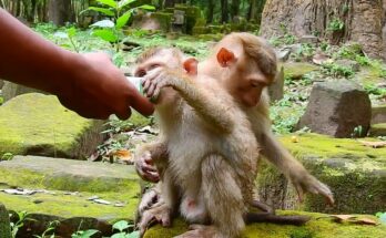 Mother monkey calmly feeding milk to her baby in the Angkor Wat forest