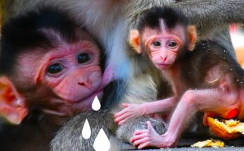 Baby monkey nursing while actively holding onto its mother in Angkor forest