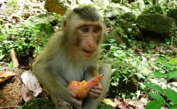 Baby monkey Rex clinging to his mother while nursing in Angkor Wat forest, showing tender, emotional bonding.