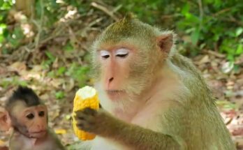 Baby Cinn Crabs reaches for corn as mother Cruella eats in the Angkor Wat forest.