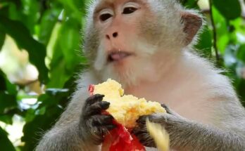 Baby monkey Cinn watching Mum Cruella enjoy an egg cake in Angkor Wat forest.