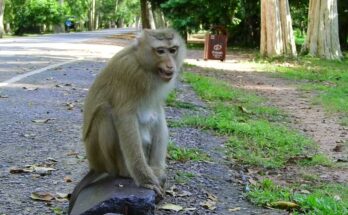 Mother monkey Rose holding food cautiously while watching nearby monkeys in Angkor Wat forest