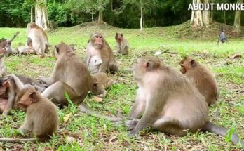 Young monkey resting calmly among the Amber Troop in the Angkor Wat forest