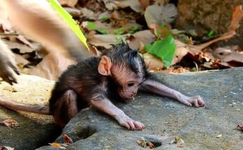 Baby monkey carefully stepping over a stone path in Angkor Wat forest