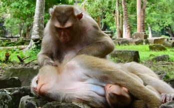 A monkey gently grooming a younger companion in the peaceful Angkor Wat forest during a quiet morning.