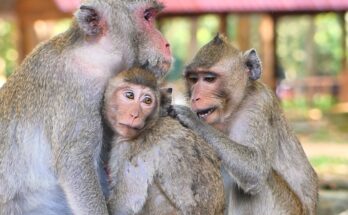 Big young monkey Jonna gently requesting milk from his mother Jane in the Angkor Wat forest
