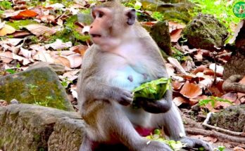 Young pregnant monkey Jazzy resting peacefully in the Angkor Wat forest before motherhood
