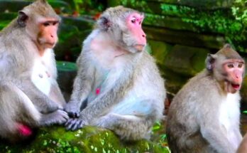 Jane, a mother monkey, cuddles her two baby monkeys, Jonna and Jazzy, under the sunlit trees of Angkor Wat forest.