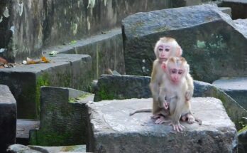 Lucy, a gentle monkey mother, cuddles Baby Leo in the tranquil Angkor Wat forest.