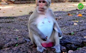 Monkey Jazzy peacefully eating fresh fruit on a tree branch in Angkor Wat forest, Cambodia.