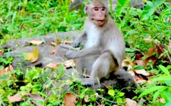 Young monkey Jonna carefully foraging alone on the forest floor in Angkor Wat