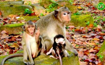 Baby monkey Saket warmly welcomed by friends Jazzy and Loni in the lush Angkor Wat forest.
